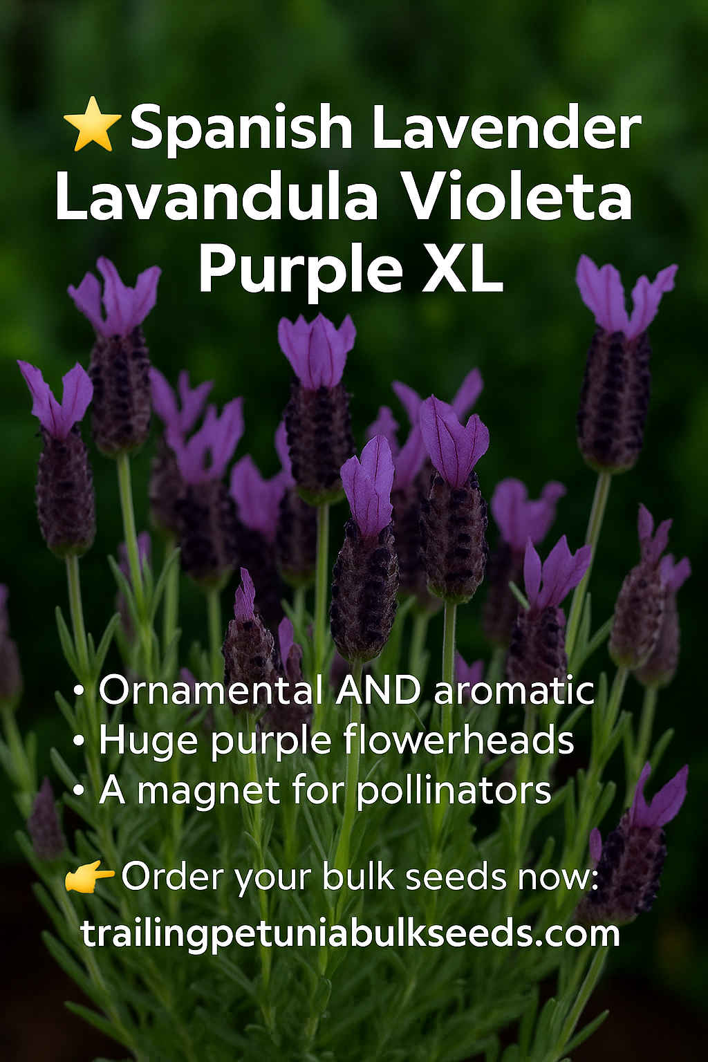 Spanish Lavender Seeds – Lavandula Violeta Purple XL in Bulk | Trailing ...