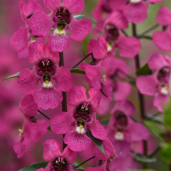 Angelonia Seeds Serena® Rose Pelleted Seeds