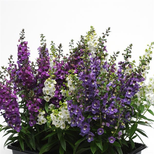 Angelonia Seeds Serena® Waterfall Mix Pelleted Seeds