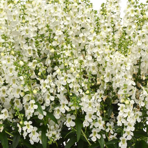 Angelonia Seeds Serena® White Pelleted Seeds