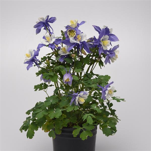 Aquilegia Seeds Earlybird™ Blue White Columbine Seeds