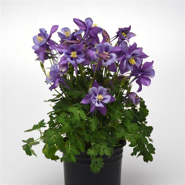 Aquilegia Seeds Earlybird™ Purple Blue Columbine Seeds