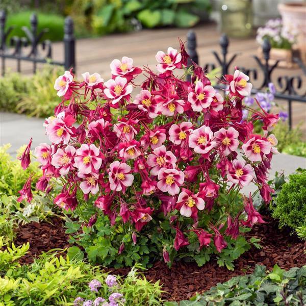 Aquilegia Seeds Earlybird™ Red White Columbine Seeds