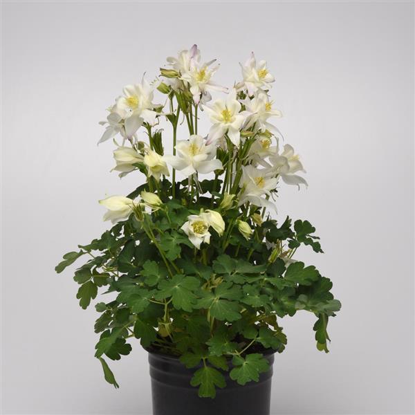 Aquilegia Seeds Earlybird™ White Columbine Seeds