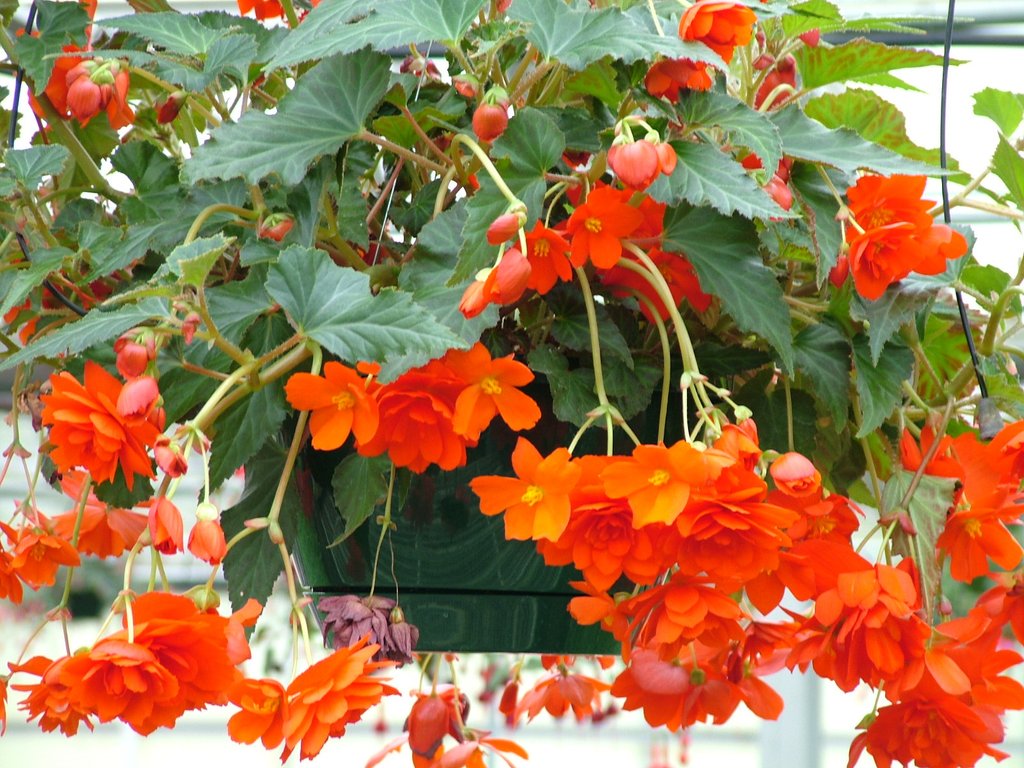 Tuberous Begonia Seeds Illumination Orange Begonia Pelleted Seeds