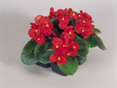 Begonia Seeds Begonia Super Olympia Red Pelleted Seeds