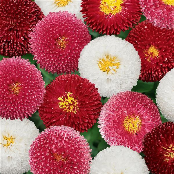 1,000 Pelleted Bellis Seeds Bellis Bellissima™ Mix English Daisy
