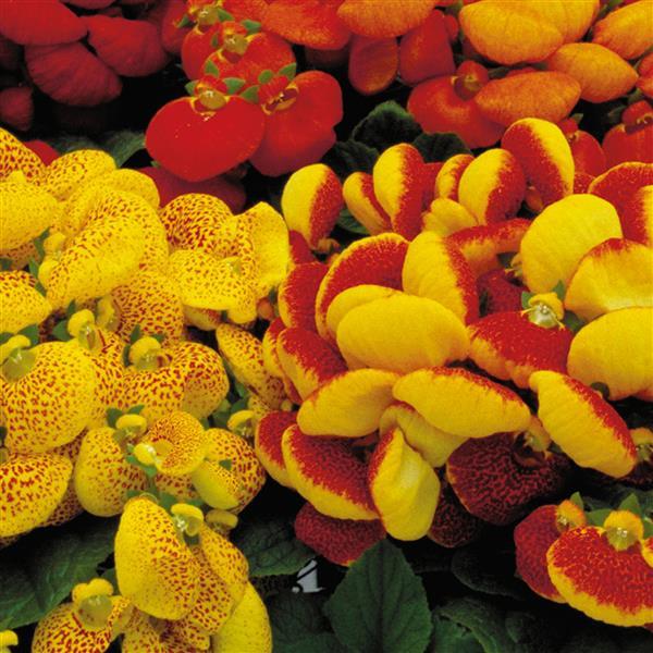 Pelleted Calceolaria Seeds Dainty Mix Bulk Seeds