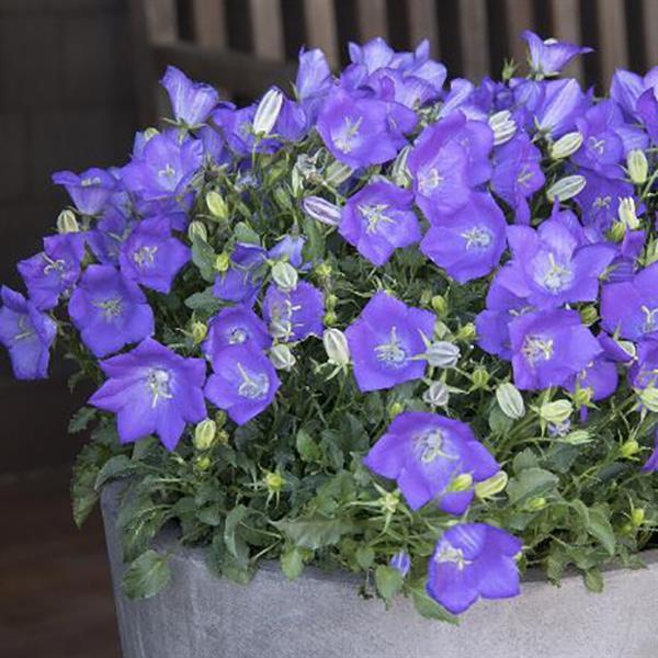 1,000 Pelleted Campanula Seeds Campanula Clips Deep Blue