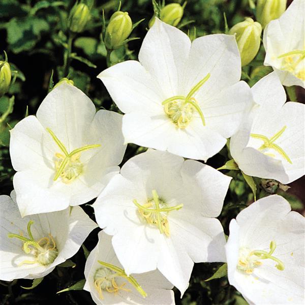 1,000 Pelleted Campanula Seeds Campanula Clips White