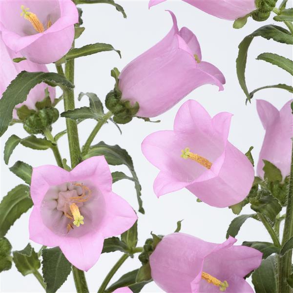 Campanula Seeds Champion II Pink Pelleted Seeds