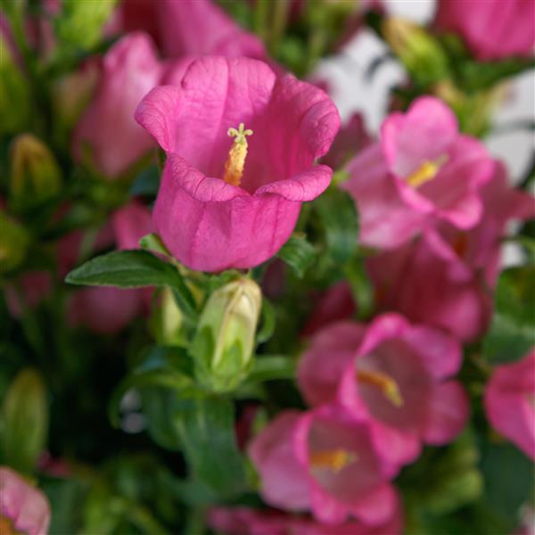 Campanula Seeds Champion II Rose Pelleted Seeds