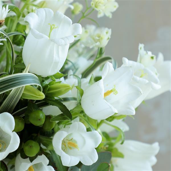 Campanula Seeds Champion II White Pelleted Seeds