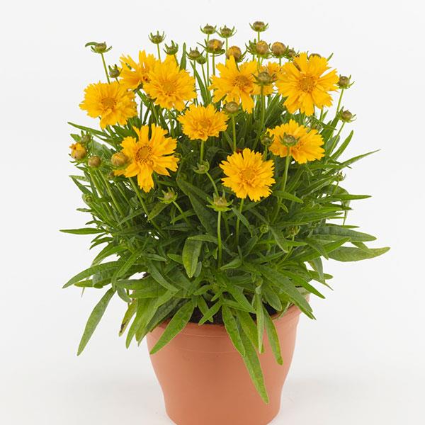 1,000 Coreopsis Seeds Coreopsis Double the Sun Perennial Seeds