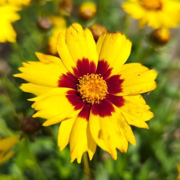 1,000 Coreopsis Seeds Makeup Yellow Red Eye Flower Seeds