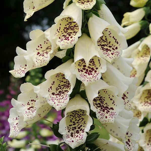 Digitalis Seeds Digitalis Dalmatian White Pelleted Seeds