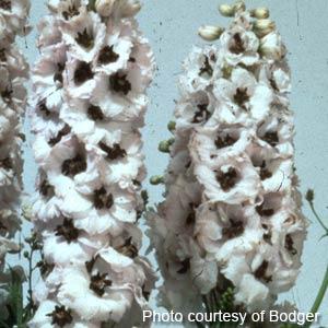 1,000 Delphinium Seeds Magic Fountains White Dark Bee