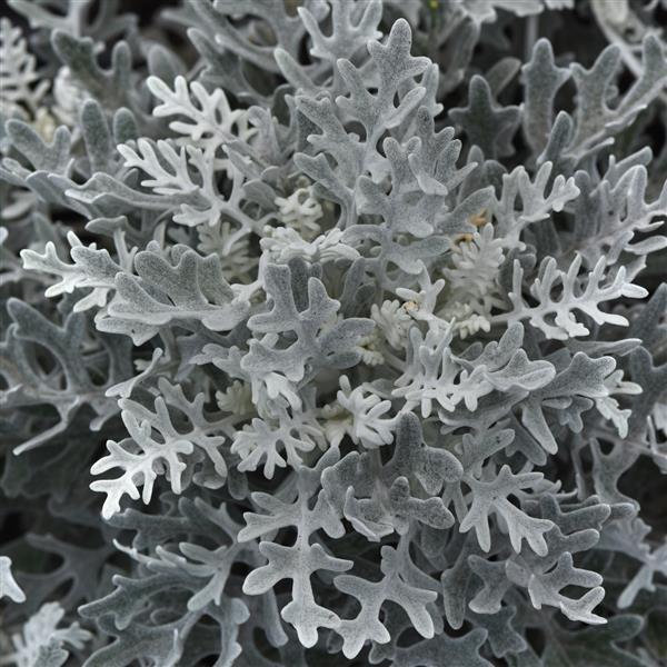 Silverdust Dusty Miller Maritima Pelleted Seeds