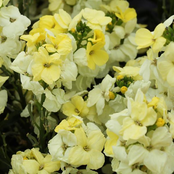 Erysimum Seeds Sugar Rush Primrose Wallflower Seeds
