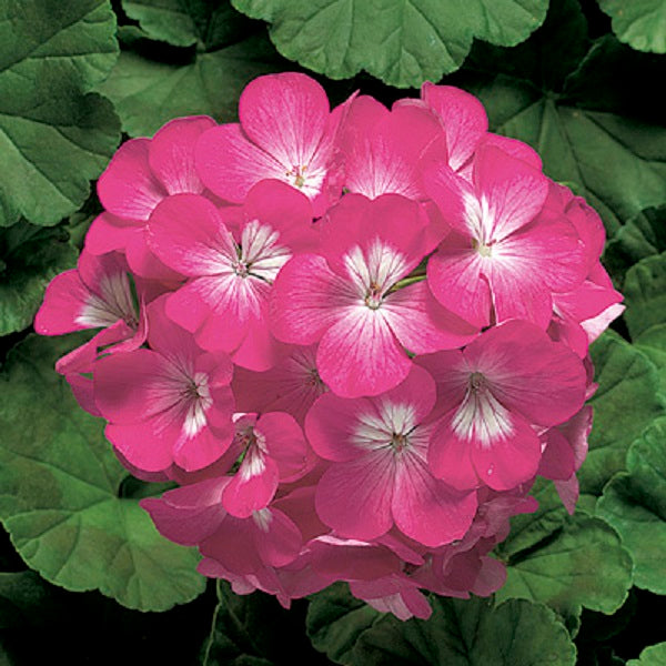 Geranium Seeds Geranium Ringo 2000 Pink