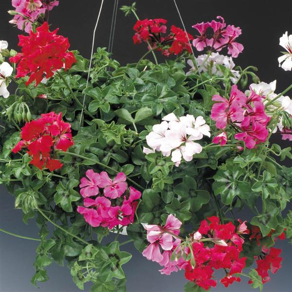 ivy geranium seeds Geranium Seeds Ivy Geranium Tornado Mix – Buy Bulk Seeds