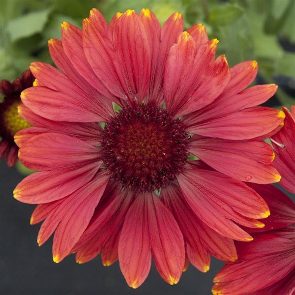 Gaillardia Seeds Gaillardia Arizona Red Shades Perennial Seeds 1,000 Seeds