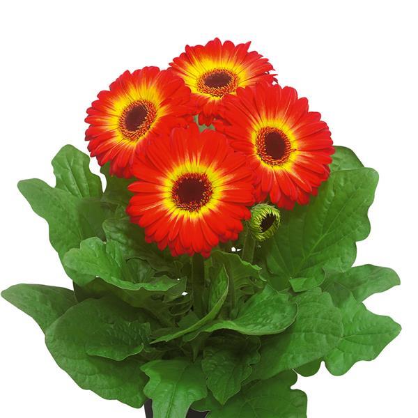 Bulk Gerbera Daisy Seeds Gerbera FlorLine Maxi Fireball Dark Eye