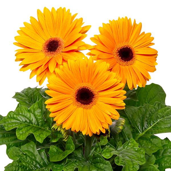 Bulk Gerbera Daisy Seeds Gerbera FlorLine Maxi Yellow Dark Eye