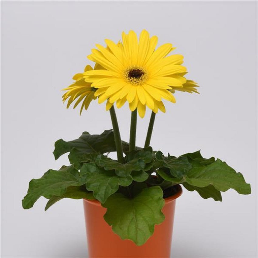 Bulk Gerbera Daisy Seeds Gerbera Majorette Yellow Dark Eye