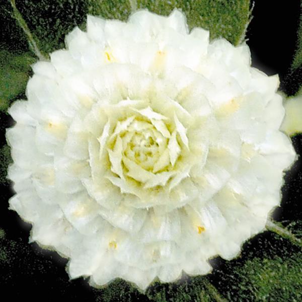 1,000 Gomphrena Seeds Gomphrena Buddy White