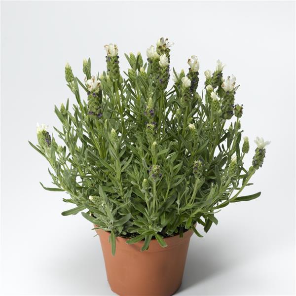 spanish lavender seeds Spanish Lavender Seeds Lavandula Castillano 2.0 White – Buy Bulk Seeds