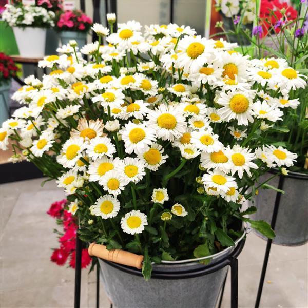 1,000 Leucanthemum Seeds Artic Snow Shasta Daisy