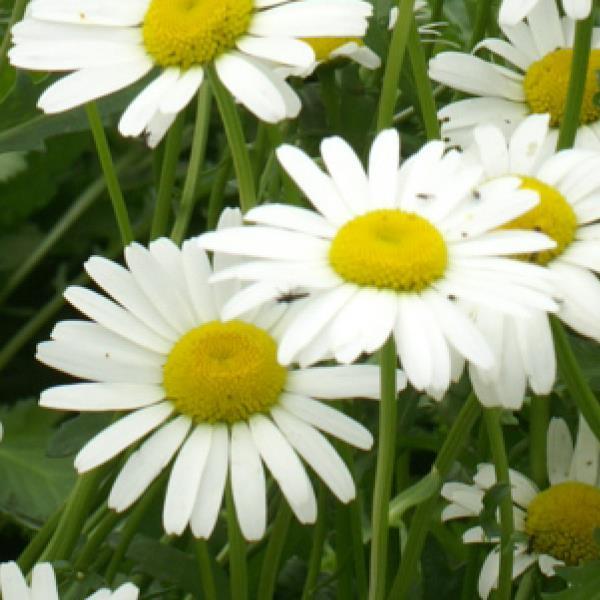 1,000 Leucanthemum Seeds White Breeze Daisy Seeds