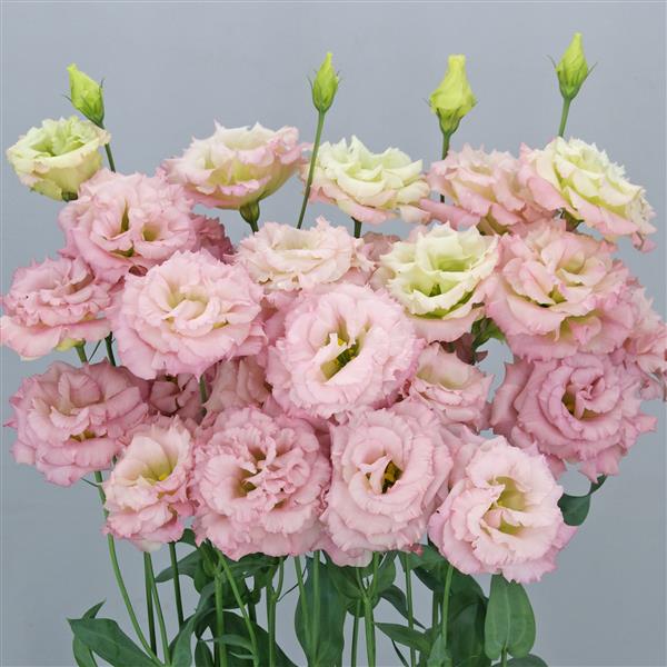 Bulk Lisianthus Seeds Lisianthus Celebrity Aurora Pink Pelleted Seeds