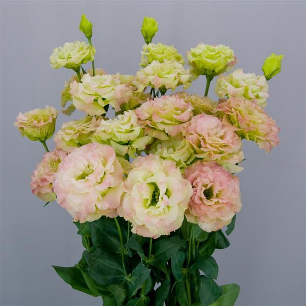 Bulk Lisianthus Seeds Lisianthus Celebrity Pink Diamond Pelleted Seeds