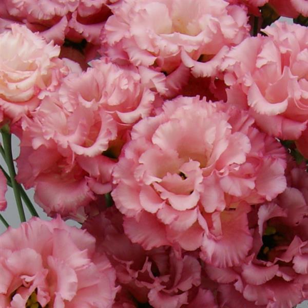 Bulk Lisianthus Seeds Lisianthus Celebrity Rouge Pelleted Seeds