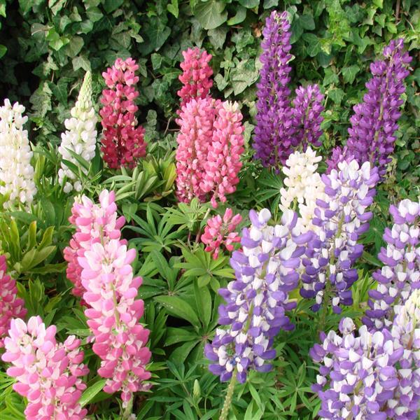 Lupine Seeds Lupine Mini Gallery Extra Mix 1,000 Bulk Seeds