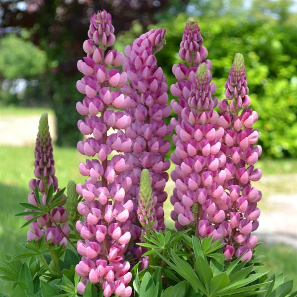 Lupine Seeds Lupine Mini Gallery Pink 1,000 Bulk Seeds