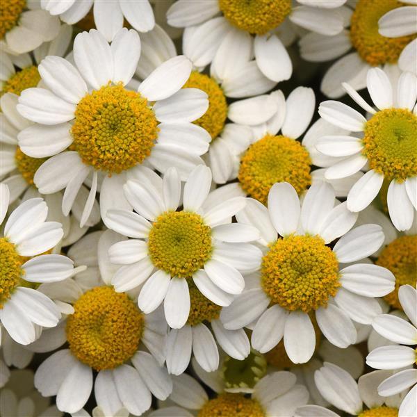 bulk cut flower seeds 1,000 Matricaria Seeds Vegmo Single Pelleted Seeds Cut Flower Feverfew – Buy Bulk Seeds