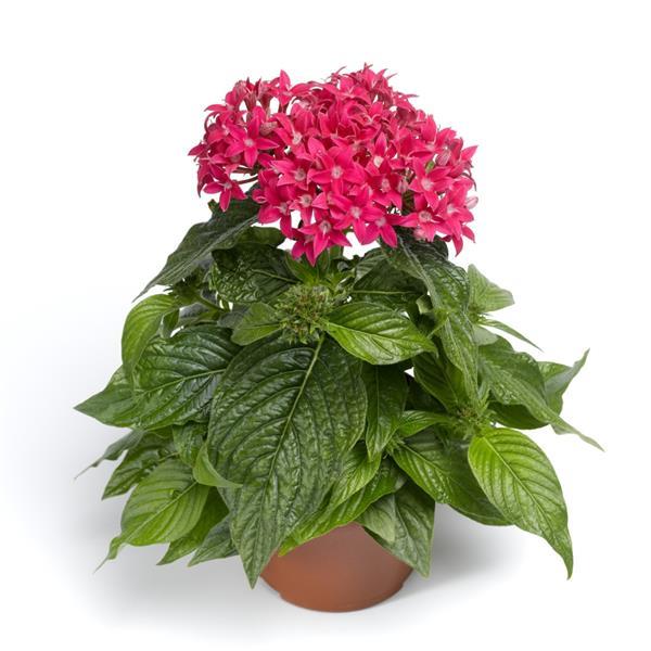 Pelleted Seeds Pentas BeeBright Lipstick Flower Seeds