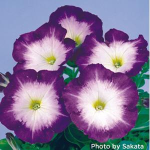50 Pelleted Petunia Seeds – Merlin Blue Morn – Fresh Flower Seeds
