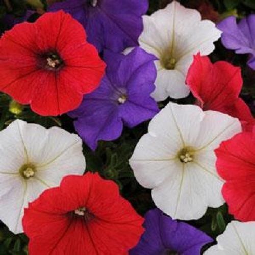 Trailing Petunia Seeds Petunia Shock Wave® Volt Mix Pelleted Seeds