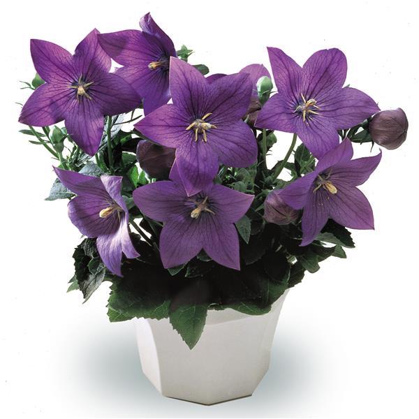 Platycodon Seeds Astra Blue Flower Seeds