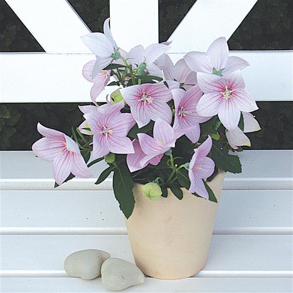 Platycodon Seeds Astra Pink Flower Seeds