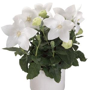 Platycodon Seeds Astra White Flower Seeds