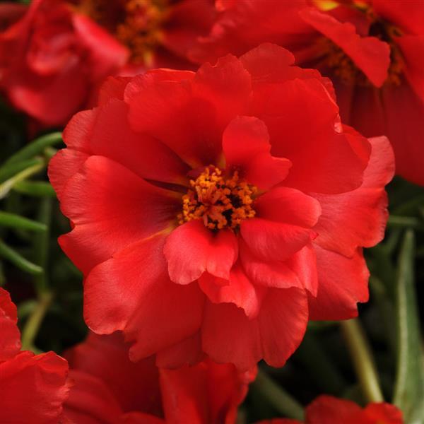 Portulaca Seeds Happy Hour™ Deep Red 1,000 Multi Pelleted Seeds