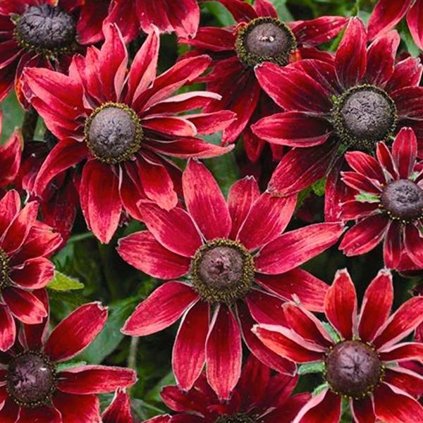 Rudbeckia hirta 'Cherry Brandy' | Cherry Brandy Black-eyed Susan | plant lust