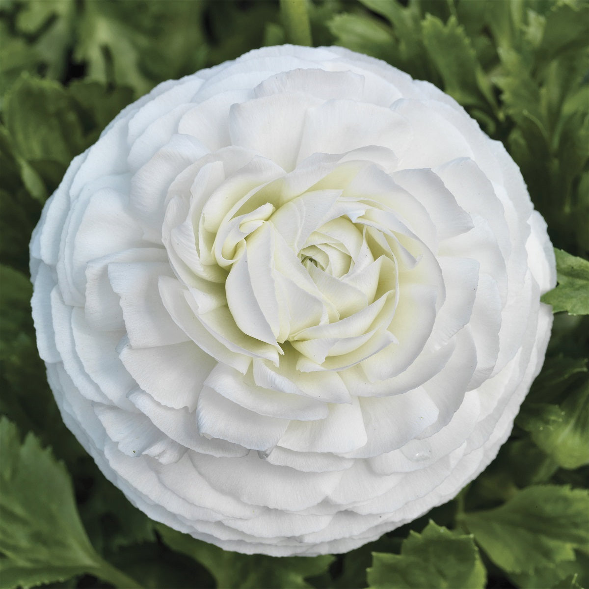 Bulk Ranunculus Seeds Ranunculus Mache White Pelleted Seeds