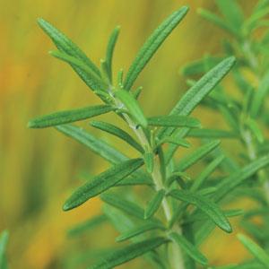 1,000 Rosemary Seeds Herb Seeds