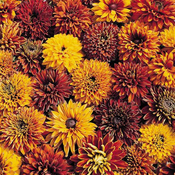 Rudbeckia Seeds Rudbeckia Cherokee Sunset 1,000 Seeds